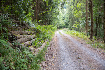 Gravel dirt road with wooden logs  in the forest