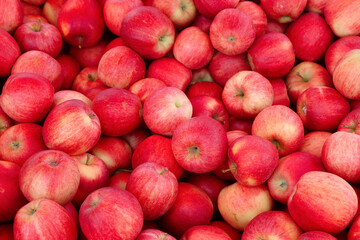 Fototapeta na wymiar Red apples closeup in crate in market, fresh red vegetables background screensaver