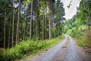 Fototapeta na wymiar Path in the summer forest, gravel road up the green hill