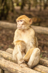 Monkey looking around in Salem, Germany