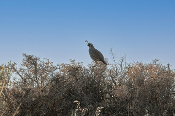 California Quail, Callipepla californica, perched on top of a sagebrush against a blue sky in the Nevada desert.