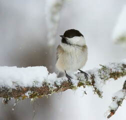 Willow tit in winter