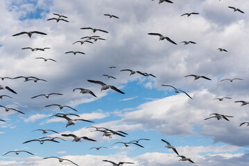 Fototapeta premium Seagulls flying over a blue sky with clouds