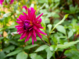 detail of a pink cactus dahlia flower (Pretty in Pink dahlia) in a garden with blurred background