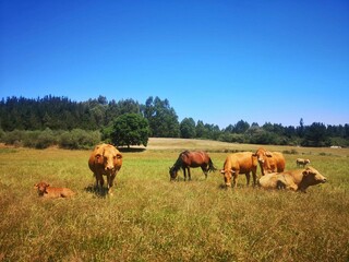 Naklejka na ściany i meble Vacas en un prado en Galicia