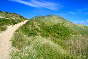 Fototapeta na wymiar inviting beautiful sandy path over a high dune by the sea on a sunny summer day, travel, holiday, Denmark