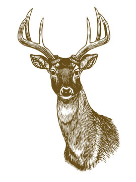 Wild deer portrait vector illustration