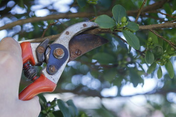 tree pruning