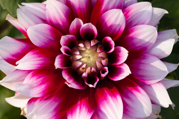 white and pink dahlia flower