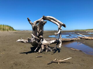 A circle of driftwood at the beach frames the sand and sky