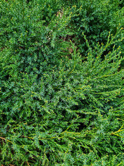 Evergreen juniper bush, conifer texture, natural beautiful background