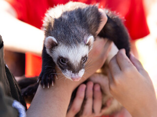 
Horizontal portrait of ferret held in the hands of trainer during a public market event held in late summer, Cap-Rouge area, Quebec City, Quebec, Canada