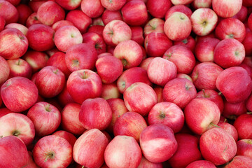 Fresh red apples in crate in the shop
