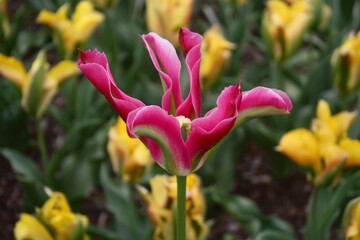 A unique pink tulip in a field of yellow tulips