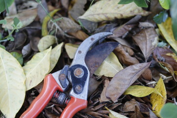 tree pruning