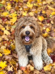 A cute smiling dog sits with a background of yellow and brown fall leaves