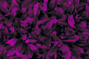 Colorful Purple Leaves, Artificial Plant Texture Background, 
