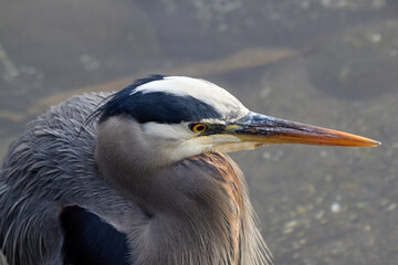 Side View Heron2