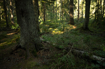 Fototapeta premium National Park in Finland Nuuksio -a journey in the greenery landscape of photos. Trees, fores, inscription, root, branches