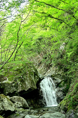 西丹沢の畦ヶ丸　西沢の小滝
