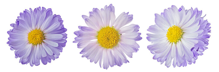Fototapeta premium three violet color daisy small blooms isolated on white