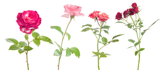 four red roses on stem isolated group