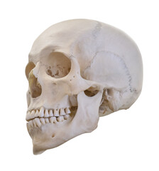 isolated light human skull bone
