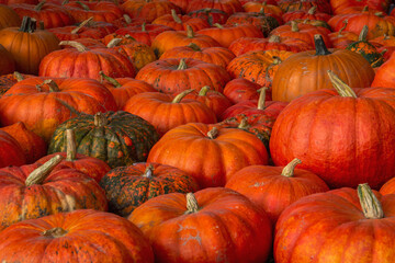 Colorful pumpkins collection on the autumn market