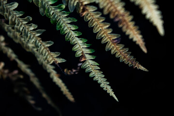 Close up of fern branch 