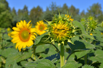 sunflowers słoneczniki © Leszek