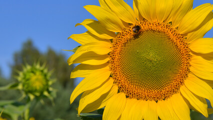 sunflowers słoneczniki