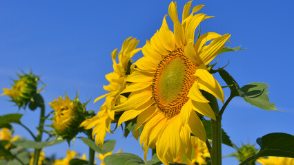 sunflowers słoneczniki © Leszek