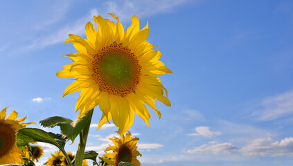 sunflowers słoneczniki