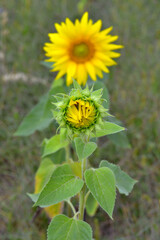 sunflowers słoneczniki © Leszek