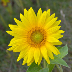 sunflowers słoneczniki © Leszek