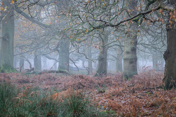 Autumn morning in the misty woods