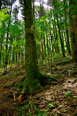 西丹沢の明神山　新緑の森の中のモミ

