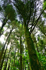 西丹沢の明神山　新緑の森の中のモミ
