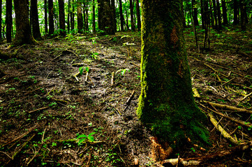 西丹沢の明神山　新緑の森の中のモミ
