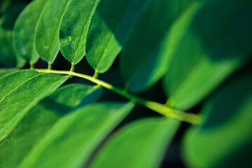 Green Leaves Close up