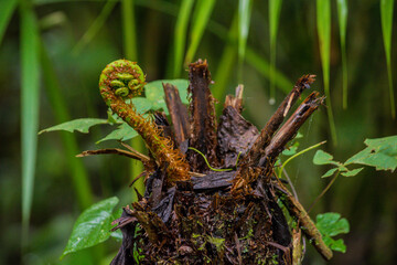 Fiddlehead growing in the middle of the rainforest - obrazy, fototapety, plakaty