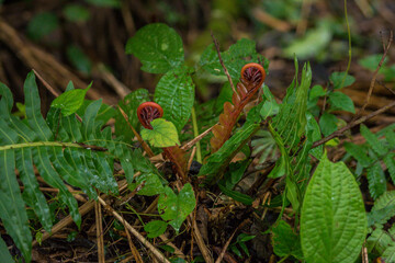 Fiddlehead growing in the middle of the forest - obrazy, fototapety, plakaty