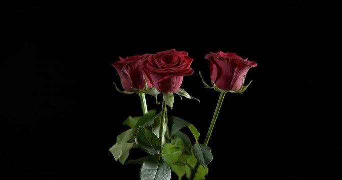 Romantic night with roses. Romantic roses in a bouquet spinning in the dark.