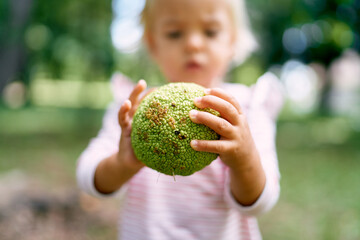 Fototapeta premium Little girl holds in her hands a huge fruit of maclura pomifera. High quality photo