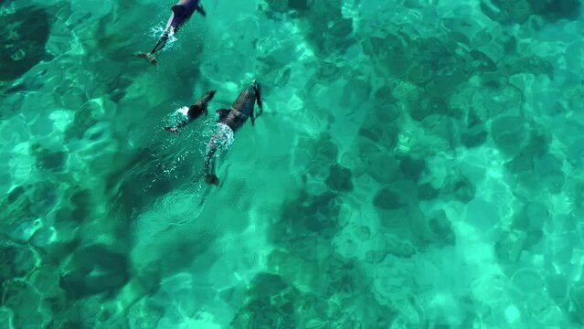 Dolphin With Dead Fish Swimming In Turquoise Sea On Sunny Day - Exmouth, Australia