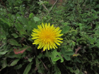 lonely dandelion © JoseM