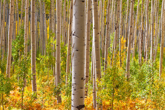 Transition Into Autumn - Castle Creek Road, Aspen Colorado, White River National Forest, Gold and green leaves in between straight white tree trunks, with one being prominent