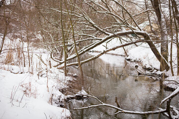 Spread of trees with snow, leaning against the river on frosty morning. Natural concept. Selective focus