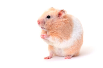 Cute Syrian hamster close-up on a white background stands on its hind legs washing its muzzle
