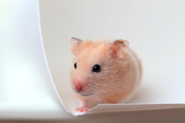 Cute Syrian hamster close-up on white background